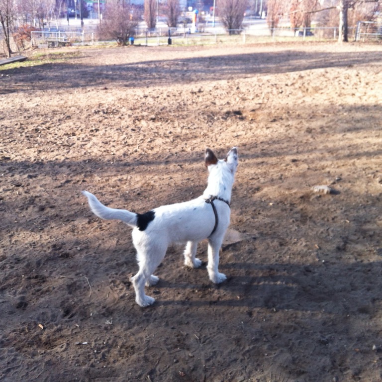 Rudi (Foxterrier, Jack Russell Terrier, Siberian Husky) Foxterrier Jack Russell Terrier Siberian Husky 